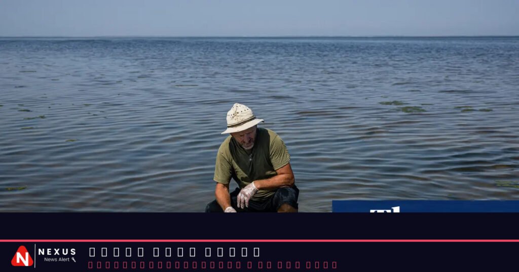 ‘A toxic punch’: fears Russia’s war is pushing the Black Sea and its dolphins past tipping point