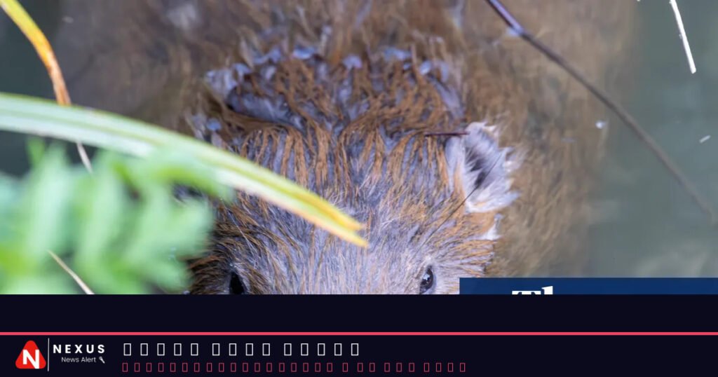 Beavers ‘breathe new life’ into Dorset as dams built and biodiversity returns