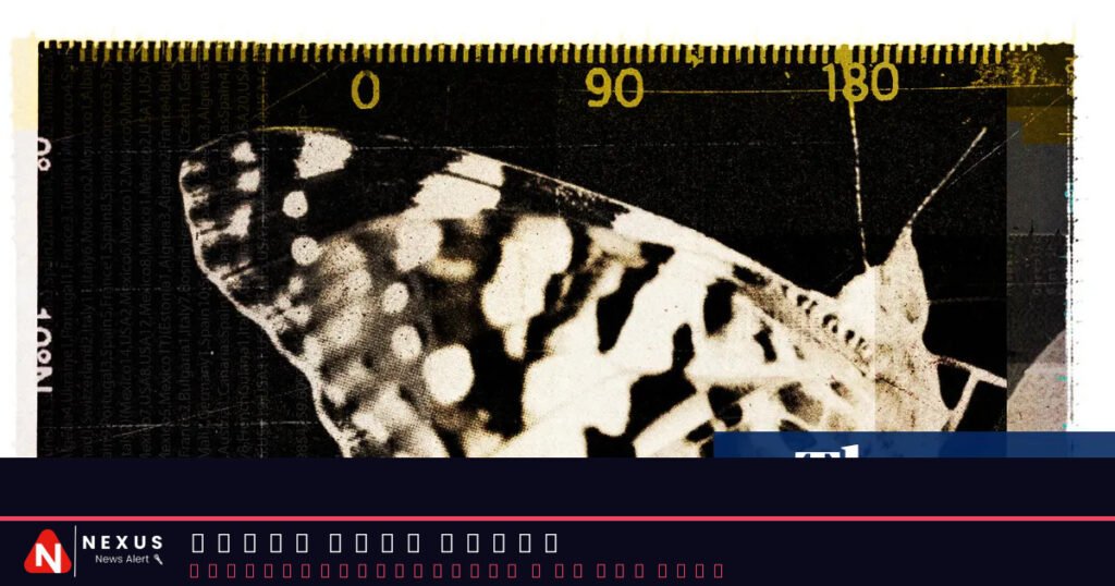 Butterflies crossing oceans, moths navigating by the stars: unravelling the mysteries of insect migrations