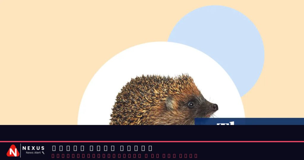 Create hedgehog havens – and seven other ways to help our prickly friends