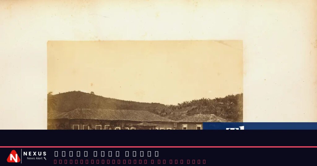 ‘These connections are overlooked’: how British companies profited from slavery in Brazil long after abolition