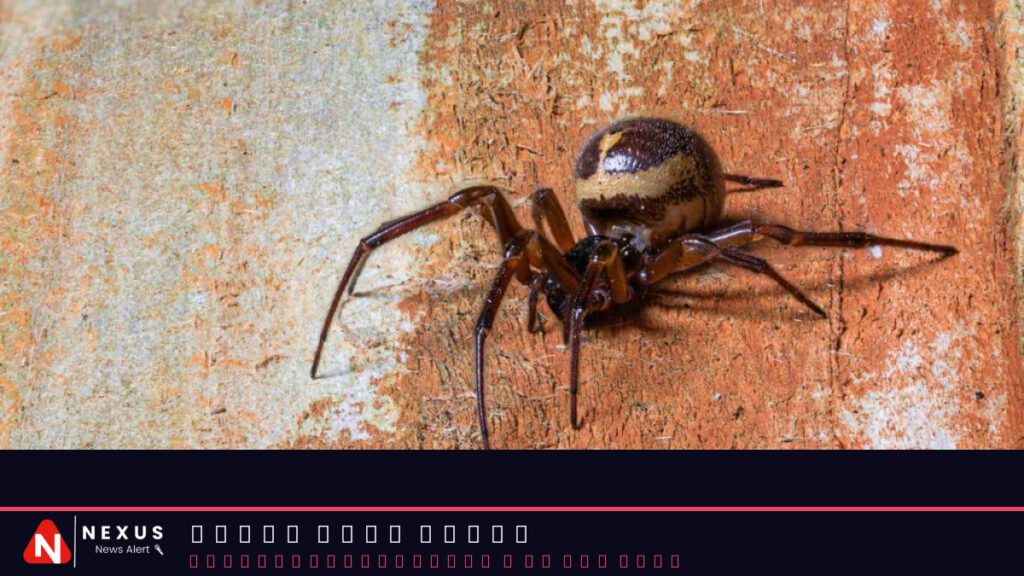 Are spider bites on the rise in England?