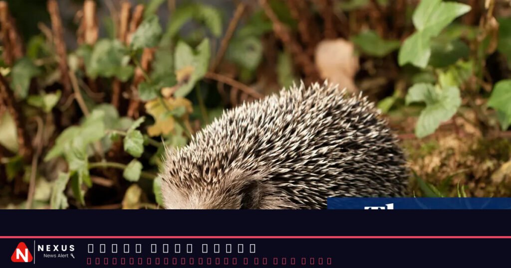 German mayors call for night-time ban on robot lawnmowers to protect hedgehogs