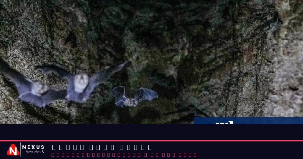 ‘Guano is far more than just droppings’: scientists uncover the secrets of bat poo in Gorongosa park