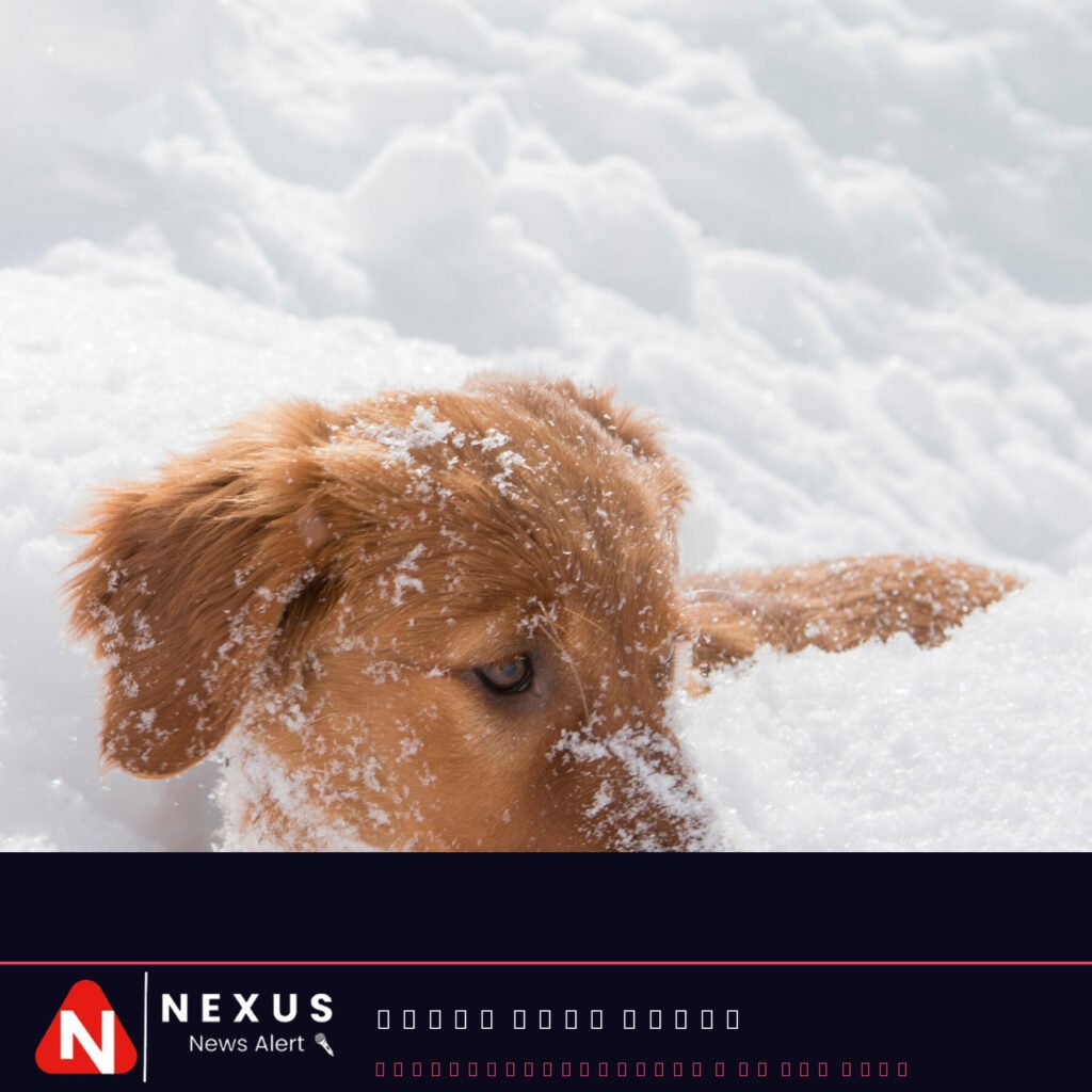 This Puppy Could Someday Save Your Life