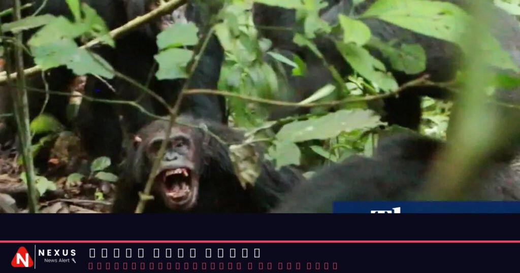 Wild chimpanzees recorded waging ‘civil war’ with coordinated attacks between two groups