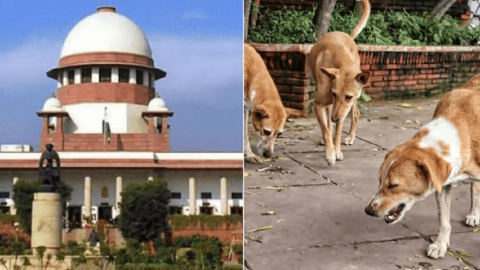 stray dog menace